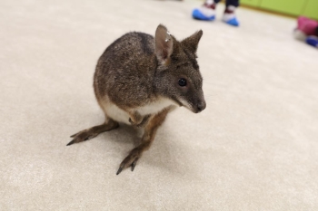 IMG_7915 (Loretanki.edu.pl).JPG