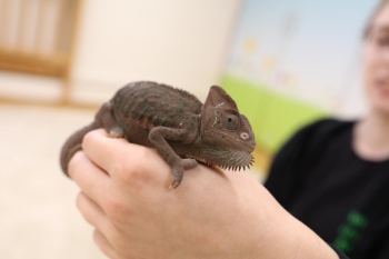 IMG_0243 (Loretanki.edu.pl).JPG