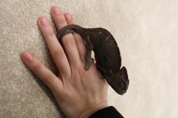 IMG_0247 (Loretanki.edu.pl).JPG