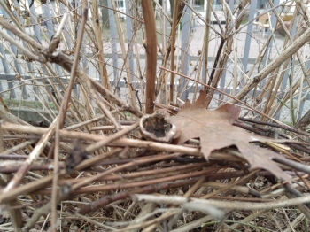 IMG_20260320_114711 (Loretanki.edu.pl)