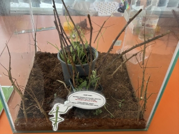 IMG_7217 (Loretanki.edu.pl).jpeg